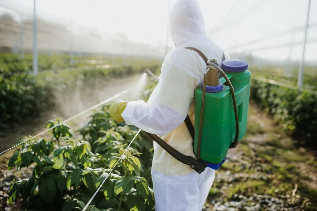 A worker wearing protective clothing spraying plants in a greenhouse